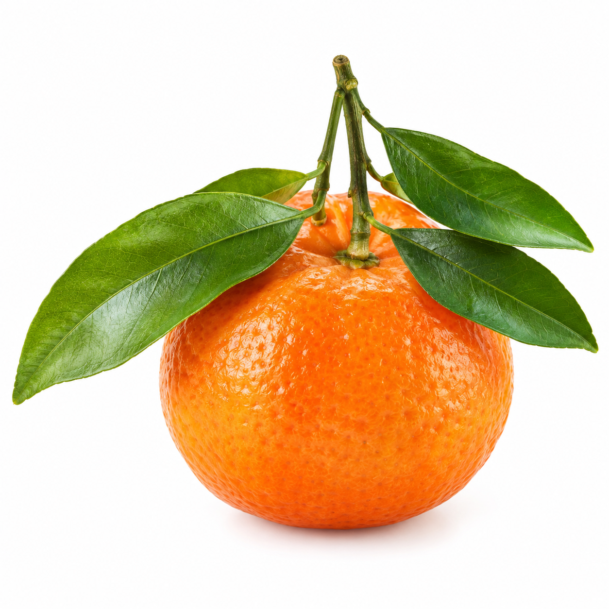 Illustration of Mandarin on a white background
