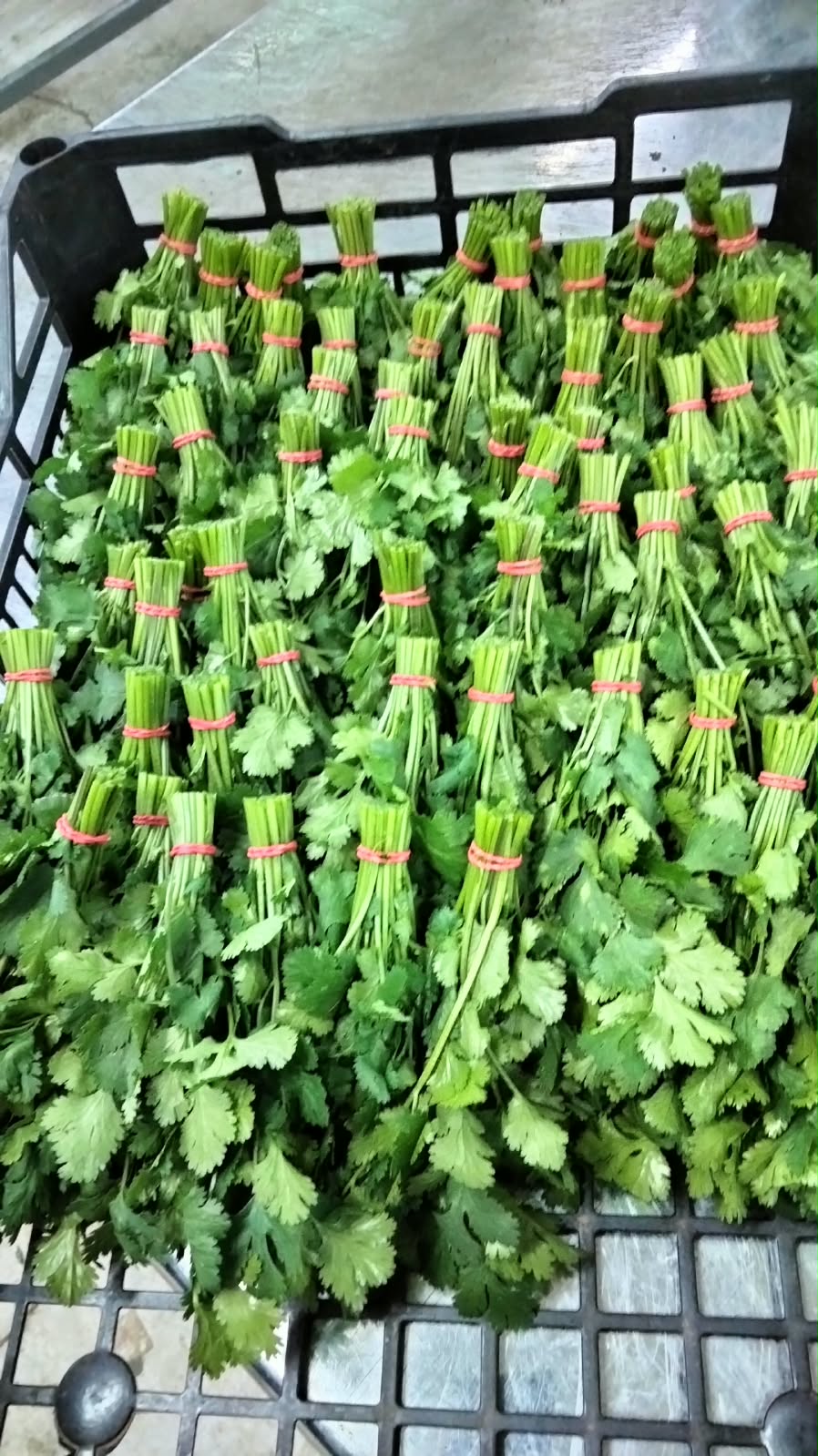 Illustration of Coriander on a white background